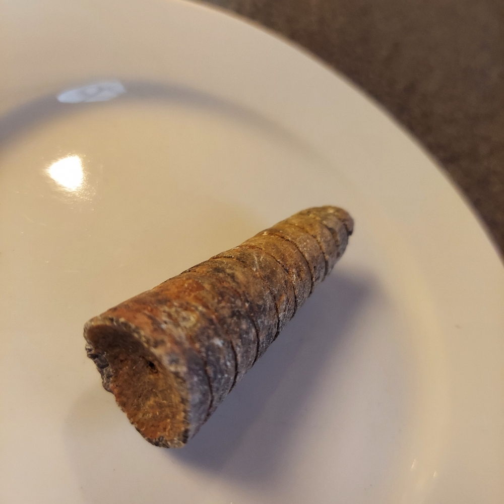 Y2k ORTHOCERAS FOSSIL - RARE EUC!